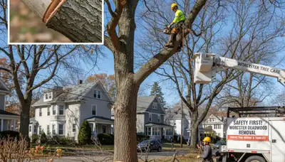 Arborist removing deadwood from mature tree using safety gear in Worcester MA residential yard