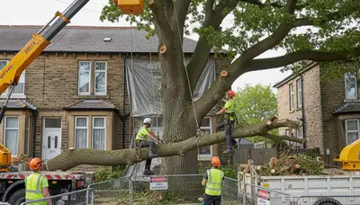 Professional arborists performing large tree removal in Rochdale, Worcester, MA with bucket truck equipment