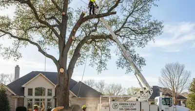 Professional tree removal service in Worcester MA with experts safely cutting and clearing large trees