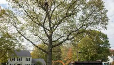Professional tree removal service in Worcester MA by certified arborists