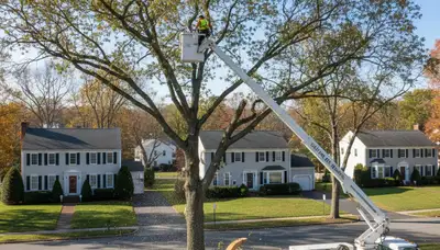 Professional tree removal service in Worcester MA by certified arborists
