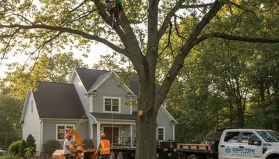 Professional tree removal service in Worcester MA by treetrimmingworcesterma.com crew