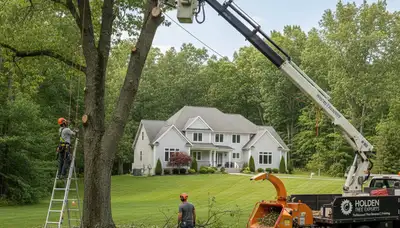Professional tree removal service in Worcester MA safely clearing residential property trees