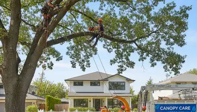 Arborist trimming oak tree in Worcester, MA for professional tree care and removal services