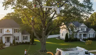 Professional tree removal service in Worcester MA by certified arborists