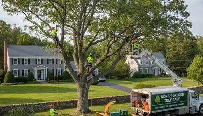 Professional tree removal service in Worcester MA by certified arborists