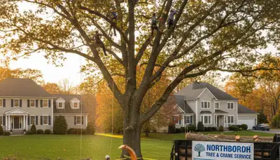Professional tree removal service in Worcester MA by certified arborists
