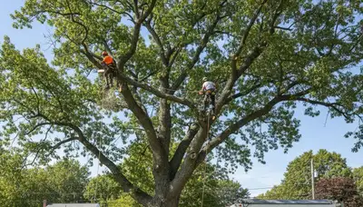 Professional tree removal service in Worcester MA safely cutting large oak tree branches