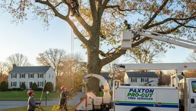 Professional tree removal service in Worcester MA by certified arborists