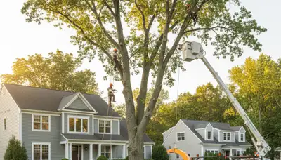 Professional tree removal service in Worcester MA safely cutting and clearing large oak tree