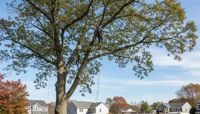 Professional tree removal service in Worcester MA by certified arborists