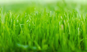 Lawn Service in Worcester MA Lawn Care in Worcester MA Lawn Mowing in Worcester MA Lawn Professionals in Worcester MA