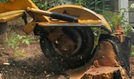 Stump Removal in Worcester MA